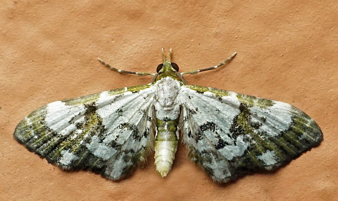 Eupithecia sp. Dapa, Valle Del Cauca<br />
2100m