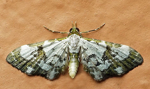 Eupithecia sp. Dapa, Valle Del Cauca
2100m