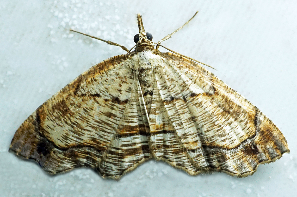 #1145 Dapa, Valle Del Cauca<br />
2100m