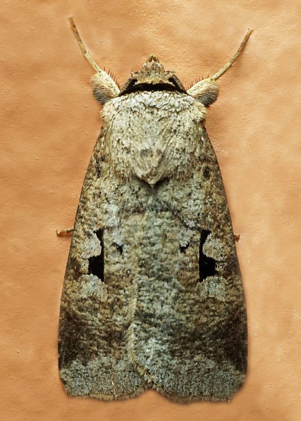 Praina temperata Dapa, Valle Del Cauca<br />
2100m Praina temperata