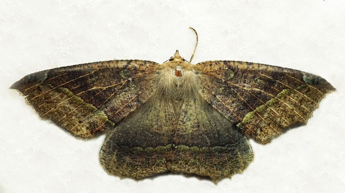 #1147 Dapa, Valle Del Cauca<br />
2100m