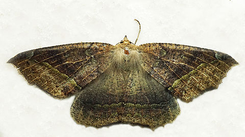 #1147 Dapa, Valle Del Cauca
2100m