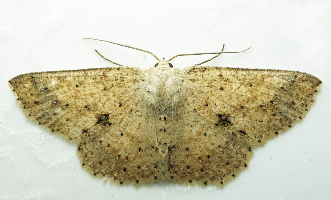 #1148 Dapa, Valle Del Cauca<br />
2100m