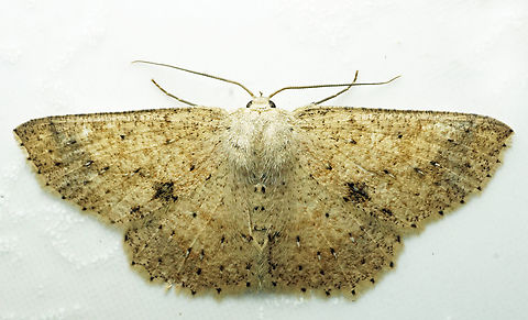 #1148 Dapa, Valle Del Cauca
2100m