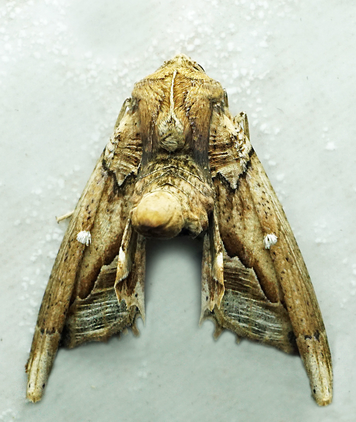 Pero cyclodaria Dapa, Valle Del Cauca<br />
2100m Pero cyclodaria