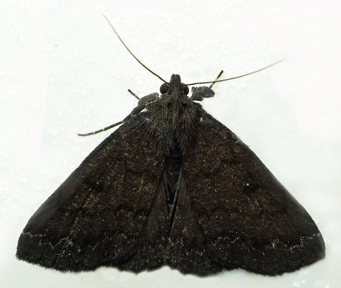 #1150 Dapa, Valle Del Cauca<br />
2100m