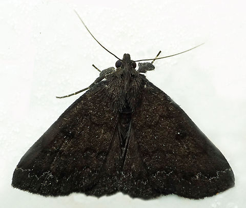 #1150 Dapa, Valle Del Cauca
2100m