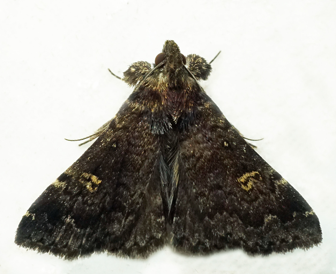 #1152 Dapa, Valle Del Cauca<br />
2100m