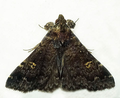 #1152 Dapa, Valle Del Cauca
2100m