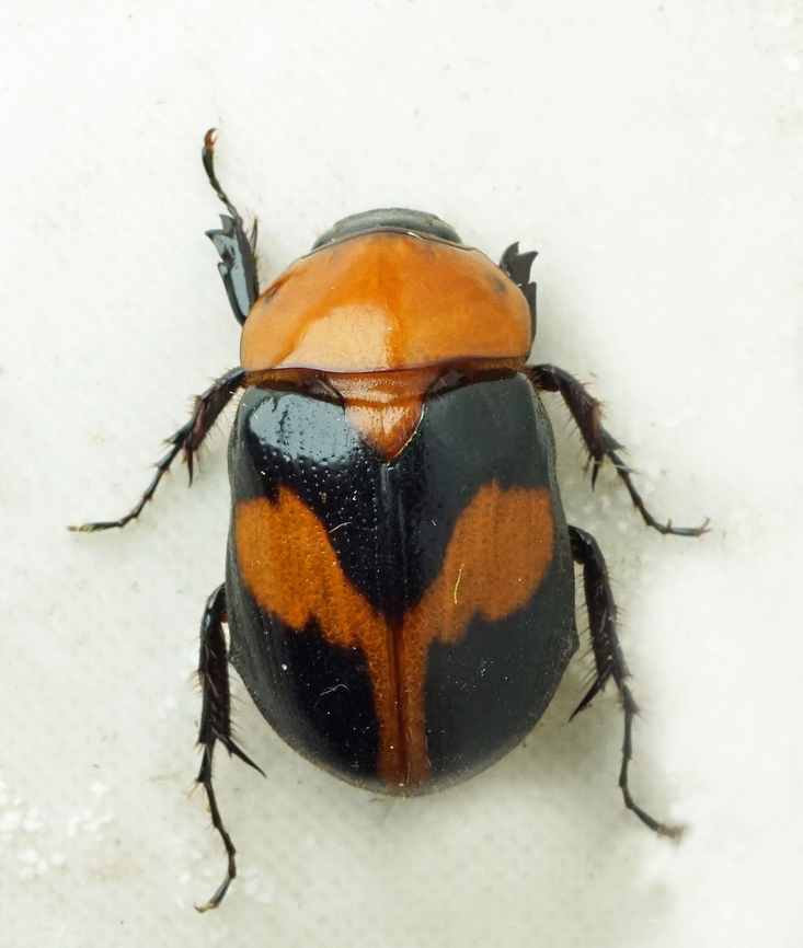Cyclocephala gregaria Dapa, Valle Del Cauca<br />
2100m Cyclocephala gregaria