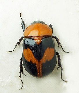Cyclocephala gregaria Dapa, Valle Del Cauca
2100m Cyclocephala gregaria