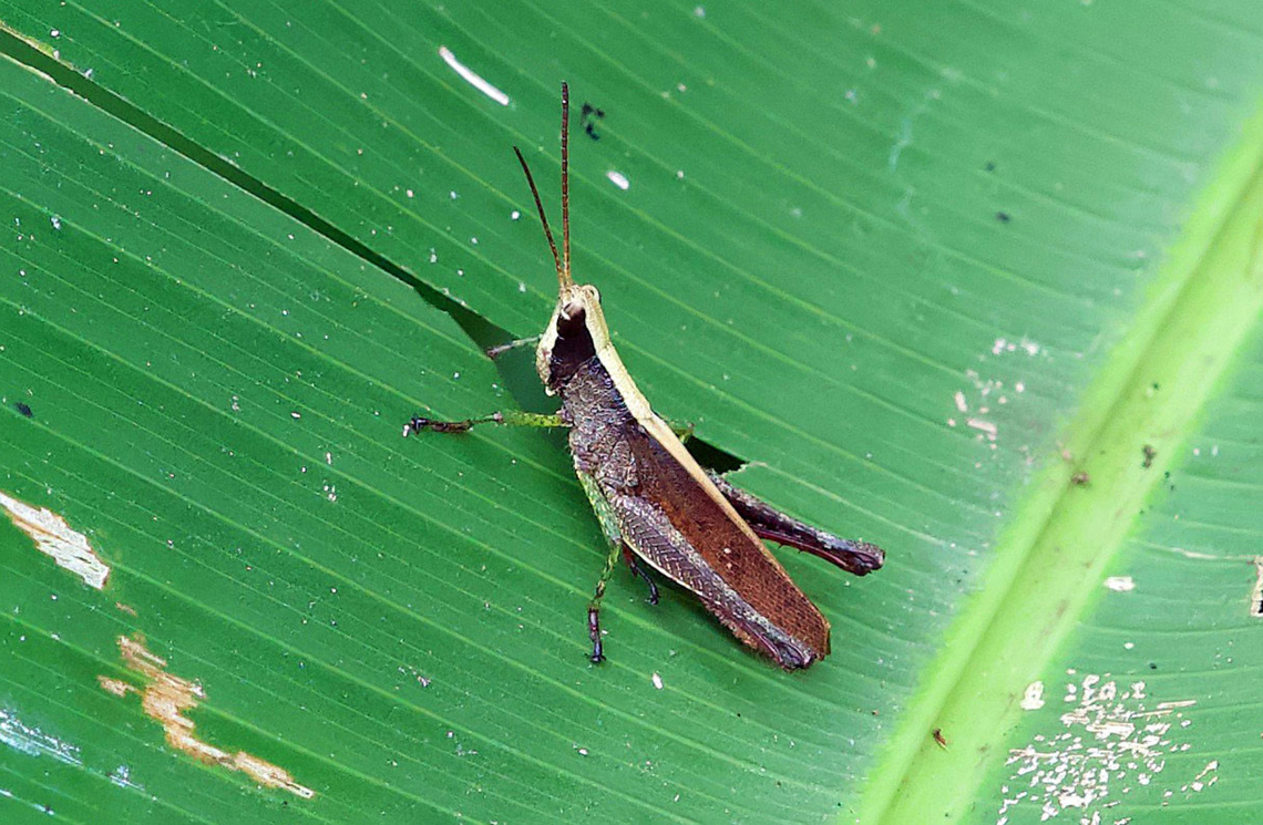 Maculiparia rotundata Rio Bravo Reserve, Valle Del Cauca Maculiparia rotundata