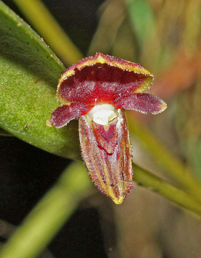 Pleurothallis platysepala Rio Bravo Reserve, Valle Del Cauca Pleurothallis platysepala