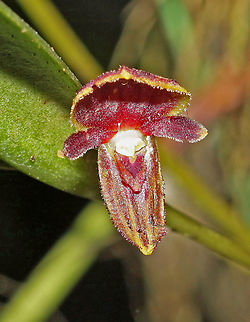 Pleurothallis platysepala