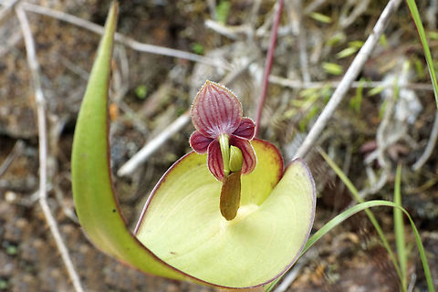 Pleurothallis perryi