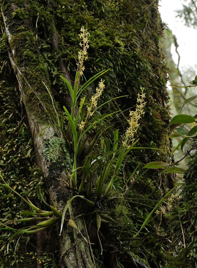 Prosthechea grammatoglossa Trujillo. Valle Del Cauca Prosthechea grammatoglossa