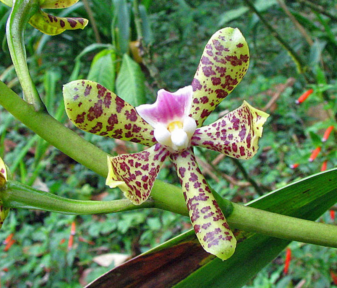 Prosthechea pamplonense Dapa, Valle Del Cauca<br />
2100m Prosthechea pamplonense