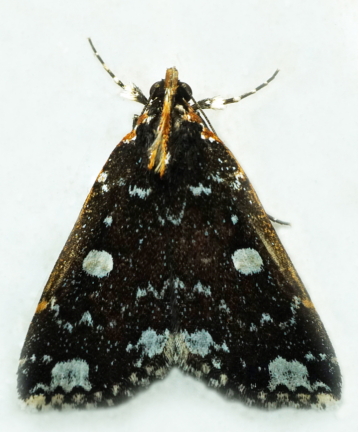 #1153 Dapa, Valle Del Cauca<br />
2100m