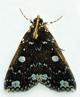 #1153 Dapa, Valle Del Cauca
2100m