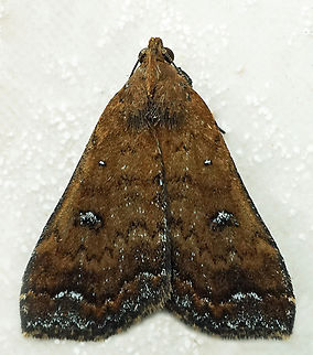 #1154 Dapa, Valle Del Cauca
2100m