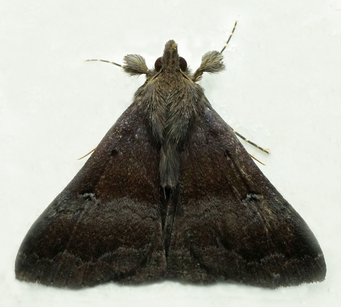 #1155 Dapa, Valle Del Cauca<br />
2100m