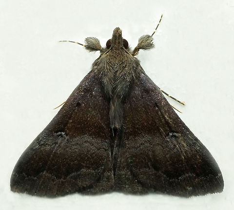 #1155 Dapa, Valle Del Cauca
2100m