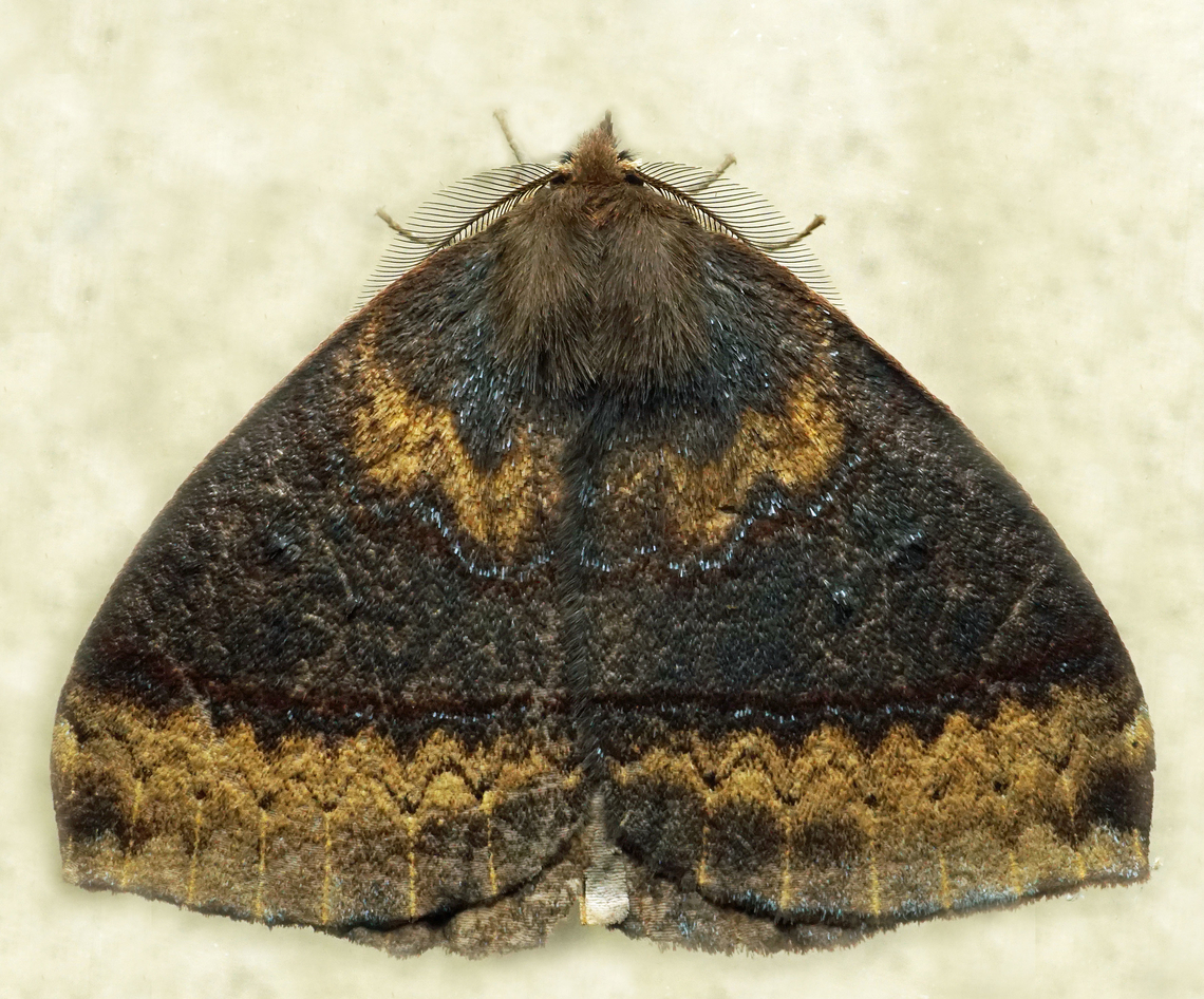 #1156 Dapa, Valle Del Cauca<br />
2100m