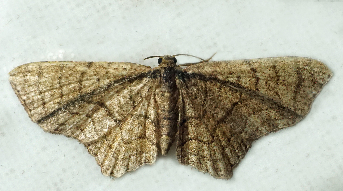 #1157 Dapa, Valle Del Cauca<br />
2100m