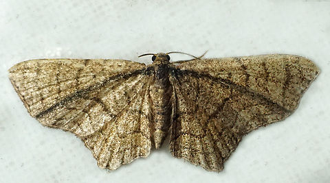 #1157 Dapa, Valle Del Cauca
2100m