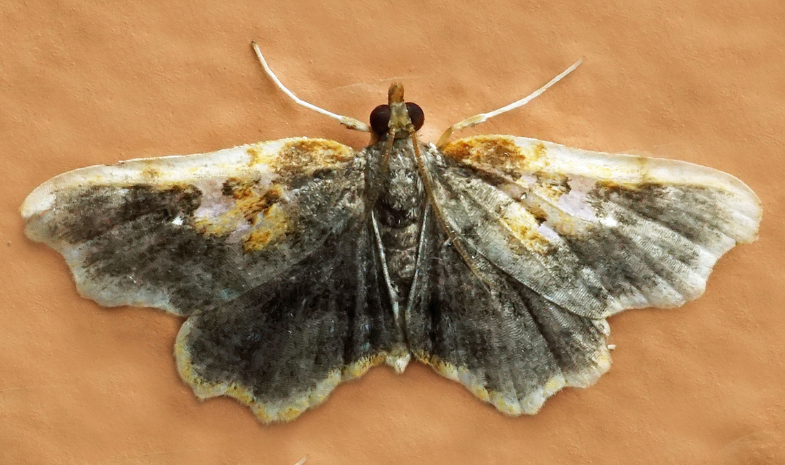 #1158 Dapa, Valle Del Cauca<br />
2100m