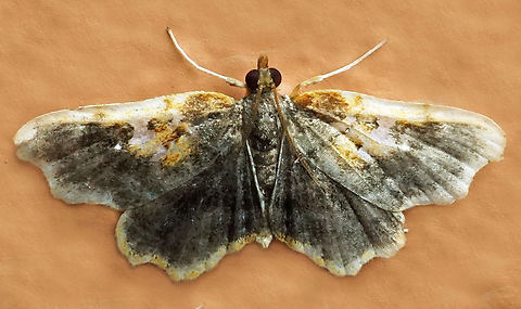 #1158 Dapa, Valle Del Cauca
2100m