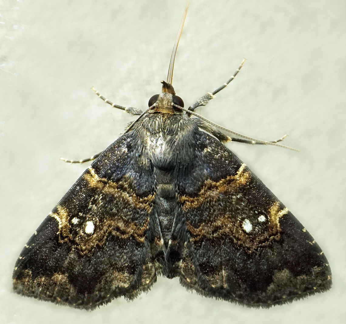 Metalectra sp. Dapa, Valle Del Cauca<br />
2100m