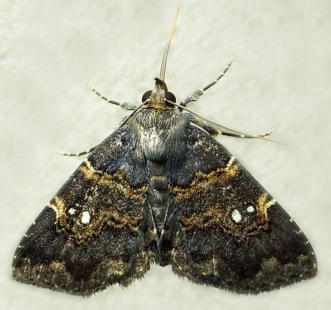 Metalectra sp. Dapa, Valle Del Cauca
2100m
