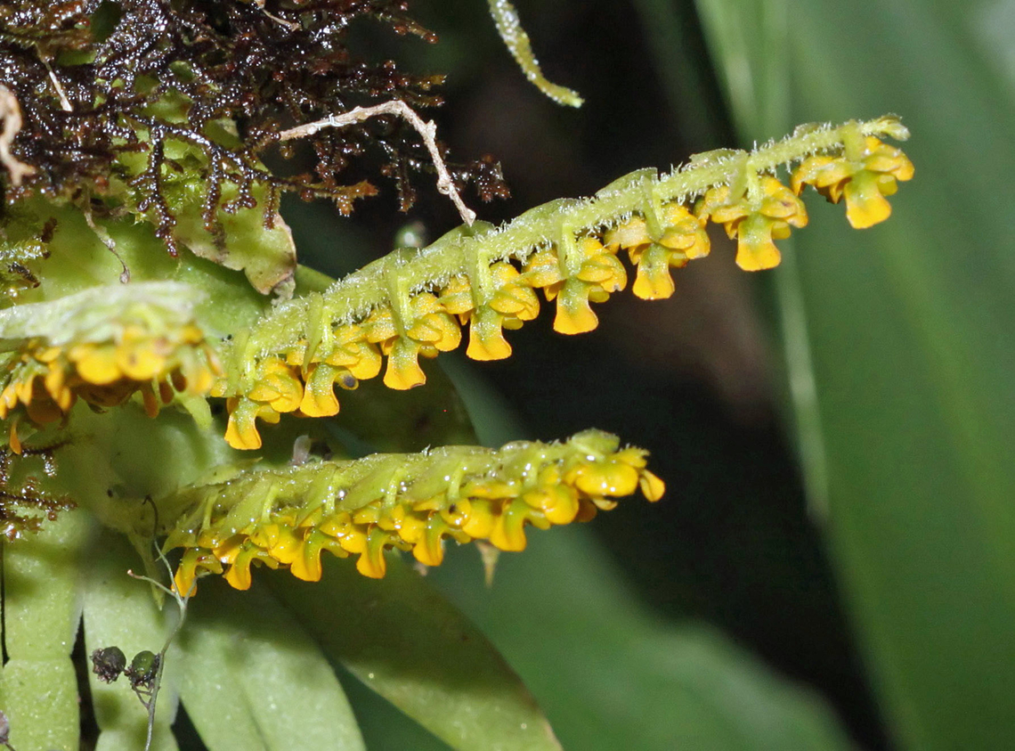 Sphyrastelis ecuadorensis Dapa, Valle Del Cauca<br />
2100m Sphyrastelis ecuadorensis