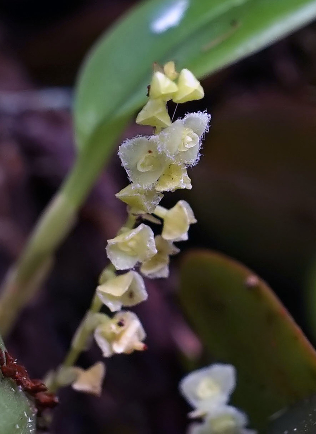 Stelis eublepharis Dapa, Valle Del Cauca<br />
2100m Stelis eublepharis