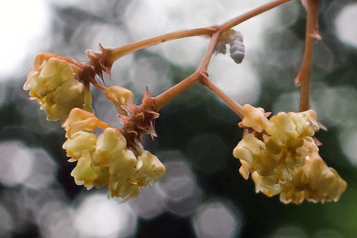 Trizeuxis falcata Dapa, Valle Del Cauca<br />
2100m<br />
 Trizeuxis,Trizeuxis falcata