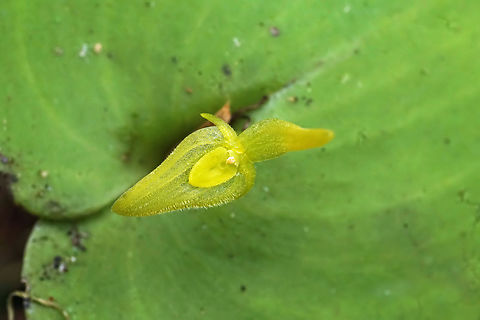 Pleurothallis titan