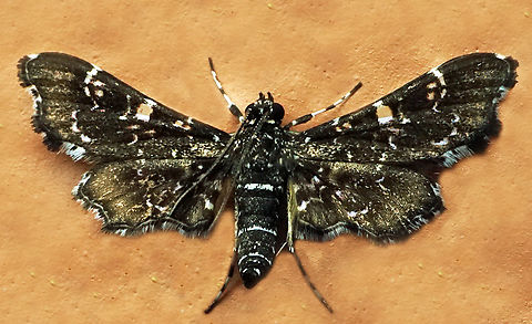 #1159 Dapa, Valle Del Cauca
2100m