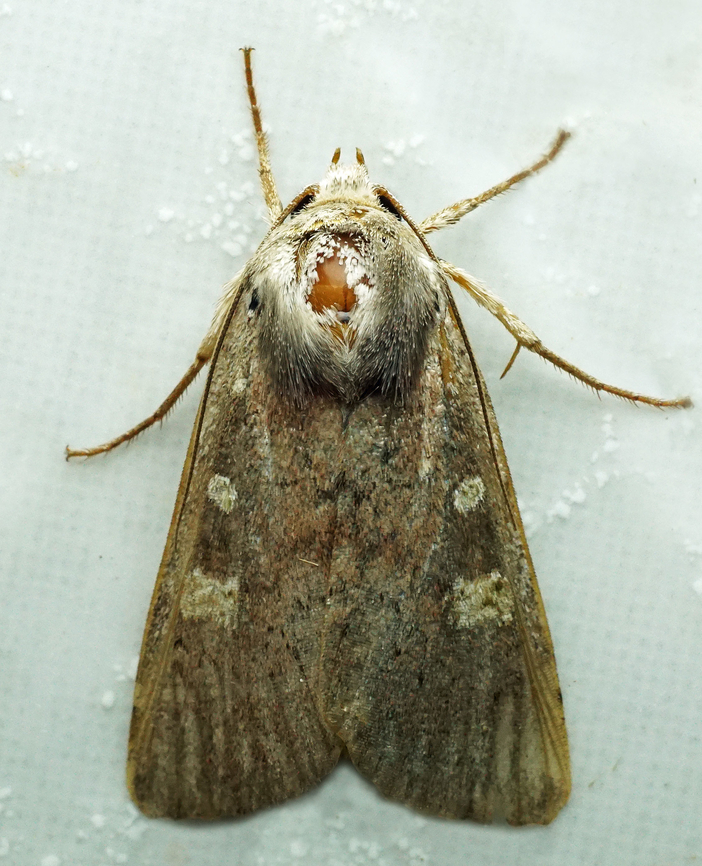 #1169 Dapa, Valle Del Cauca<br />
2100m