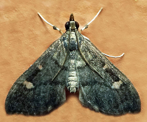 #1161 Dapa, Valle Del Cauca
2100m