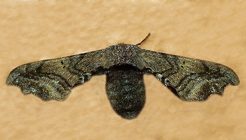 #1162 Dapa, Valle Del Cauca
2100m