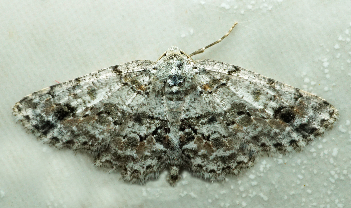 #1163 Dapa, Valle Del Cauca<br />
2100m