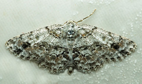 #1163 Dapa, Valle Del Cauca
2100m