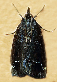 #1164 Dapa, Valle Del Cauca
2100m