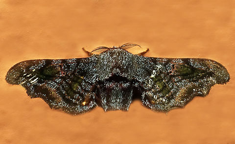 #1165 Dapa, Valle Del Cauca
2100m