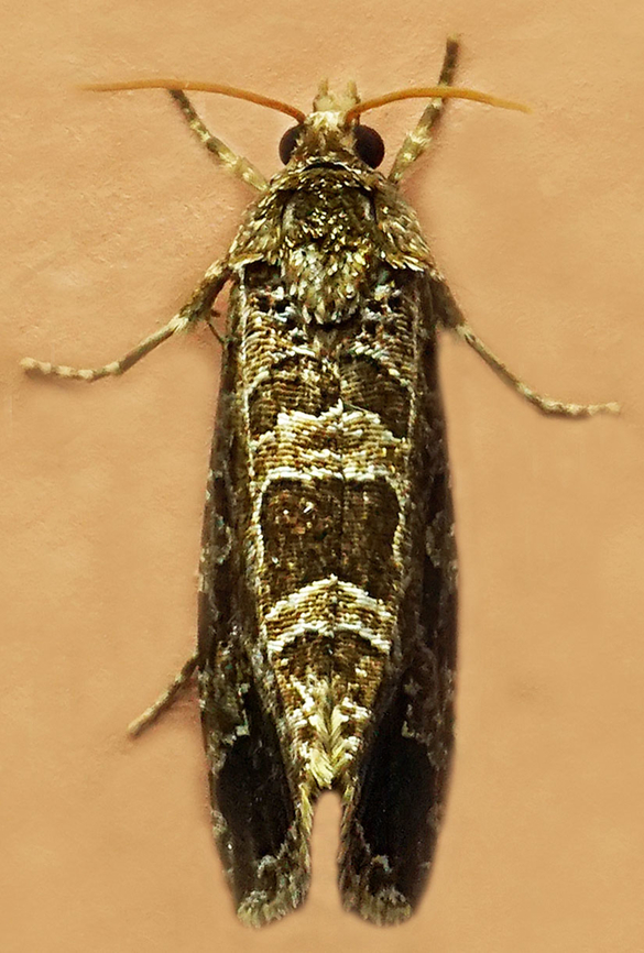 #1166 Dapa, Valle Del Cauca<br />
2100m