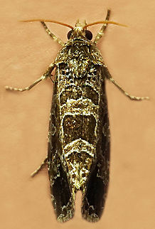 #1166 Dapa, Valle Del Cauca
2100m