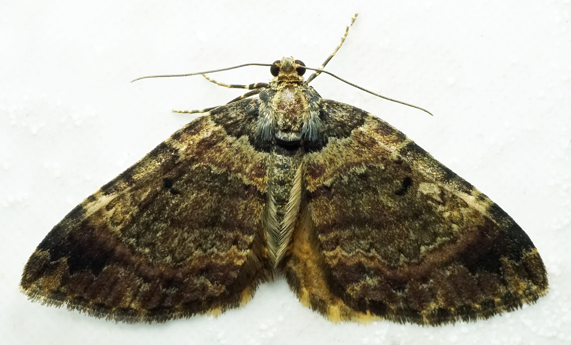 #1167 Dapa, Valle Del Cauca<br />
2100m