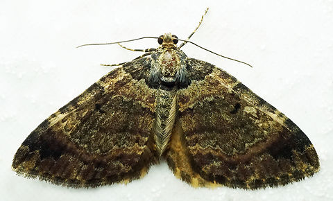 #1167 Dapa, Valle Del Cauca
2100m