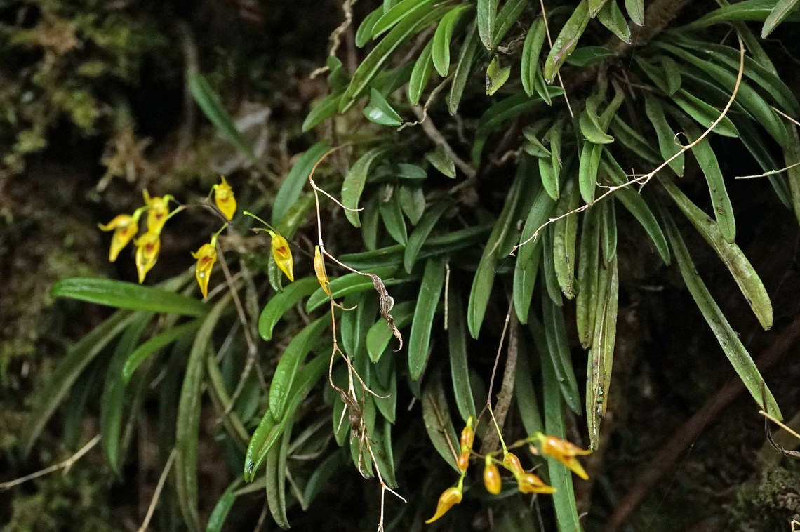 Specklinia picta Andinapolis, Valle Del Cauca Specklinia picta